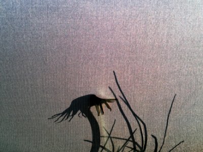 Outside the Tent Shadow Play