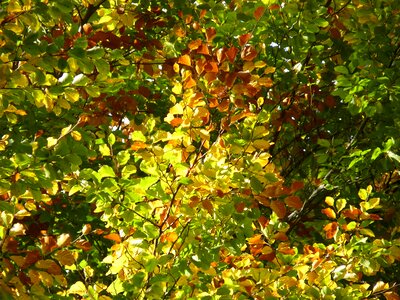 Forest tree october photo