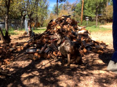 A Pile of Wood 2 Felixes High