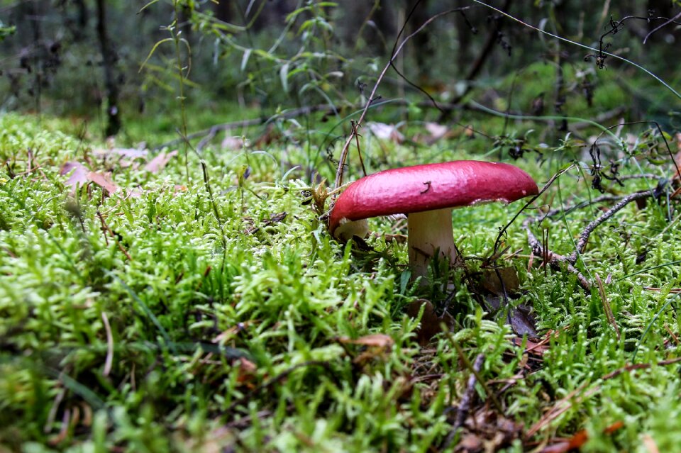 Mushroom picking close up red