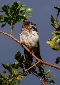 Young wet feathers photo