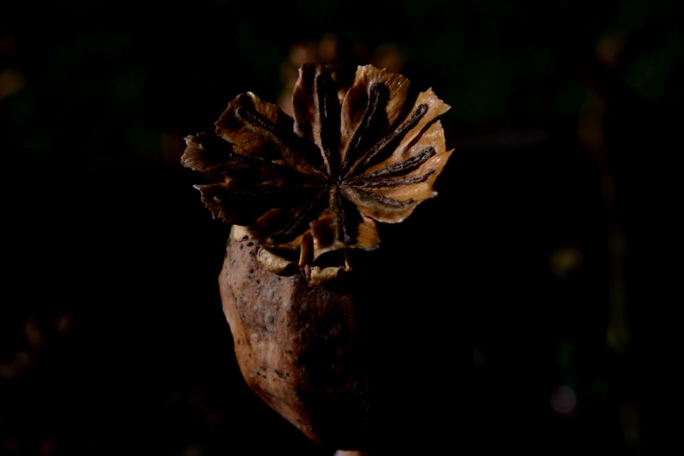 Poppy Seed Head 003