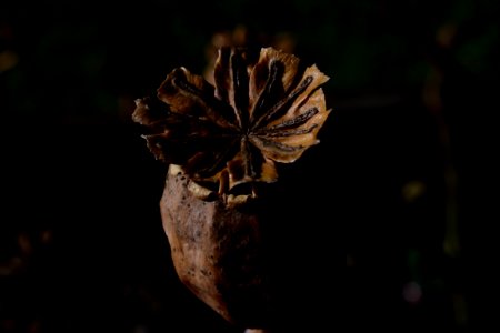 Poppy Seed Head 003
