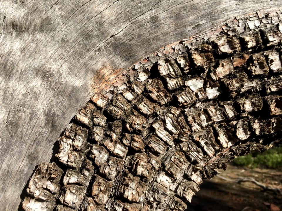 Juniper 90 Degree Turn