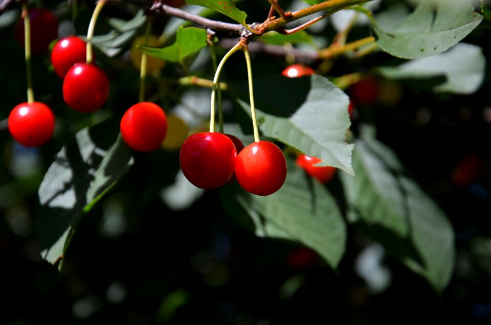 Hanging nature fresh