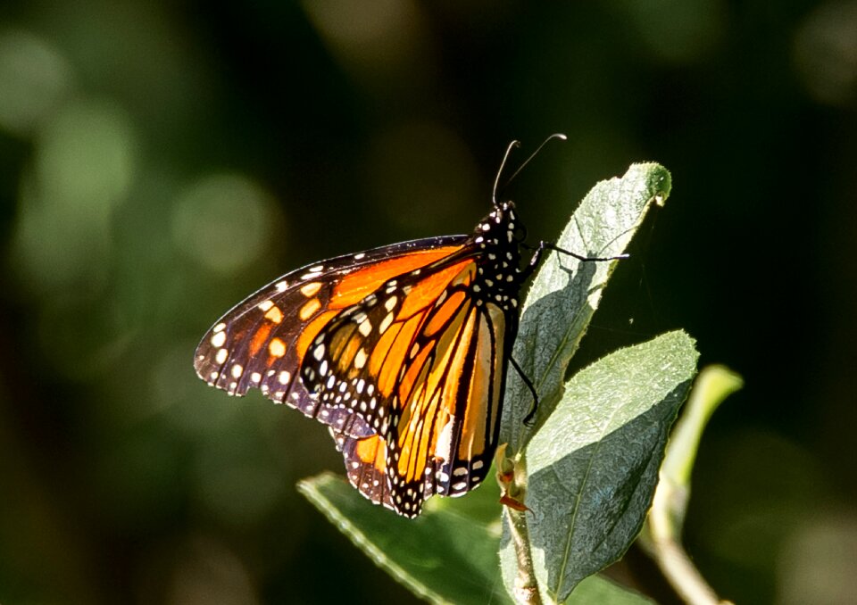 Orange black pattern