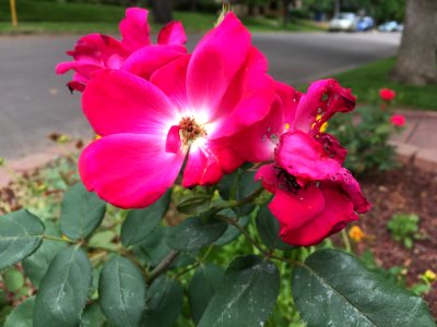 Rose in Denver