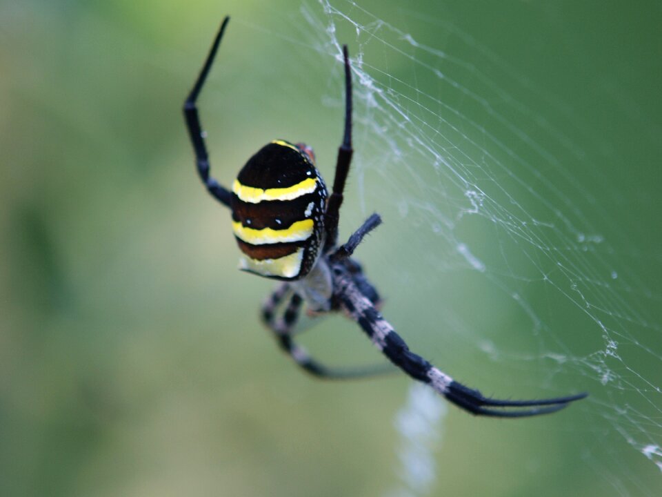 Spider nature outdoor