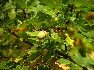 Fruit green nature photo