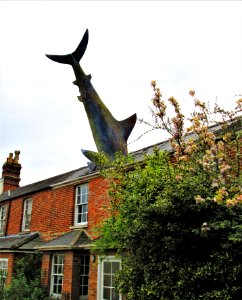 THE HEADINGTON SHARK....