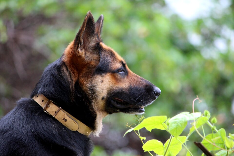 Animal german shepherd black