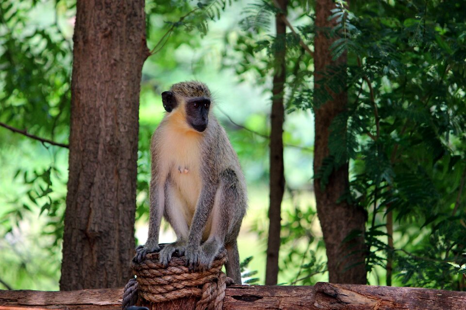 Nature chimpanzee mammal