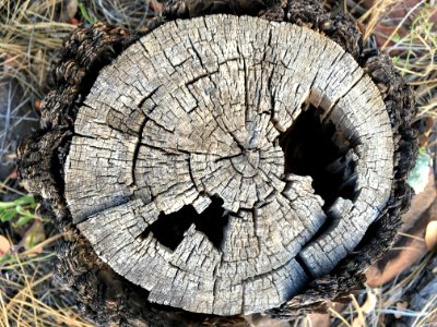 Stump Runes photo