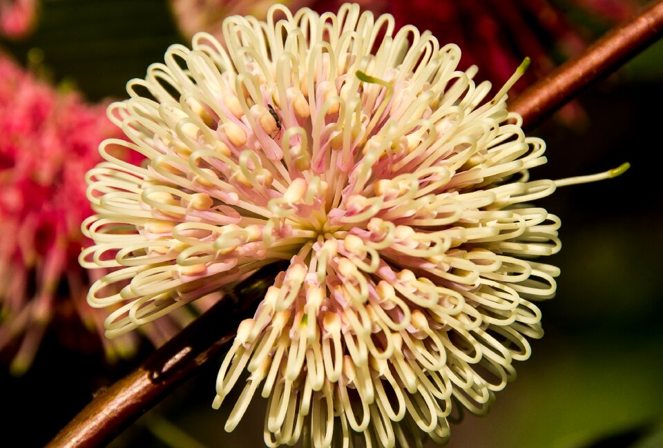 Native spherical pink