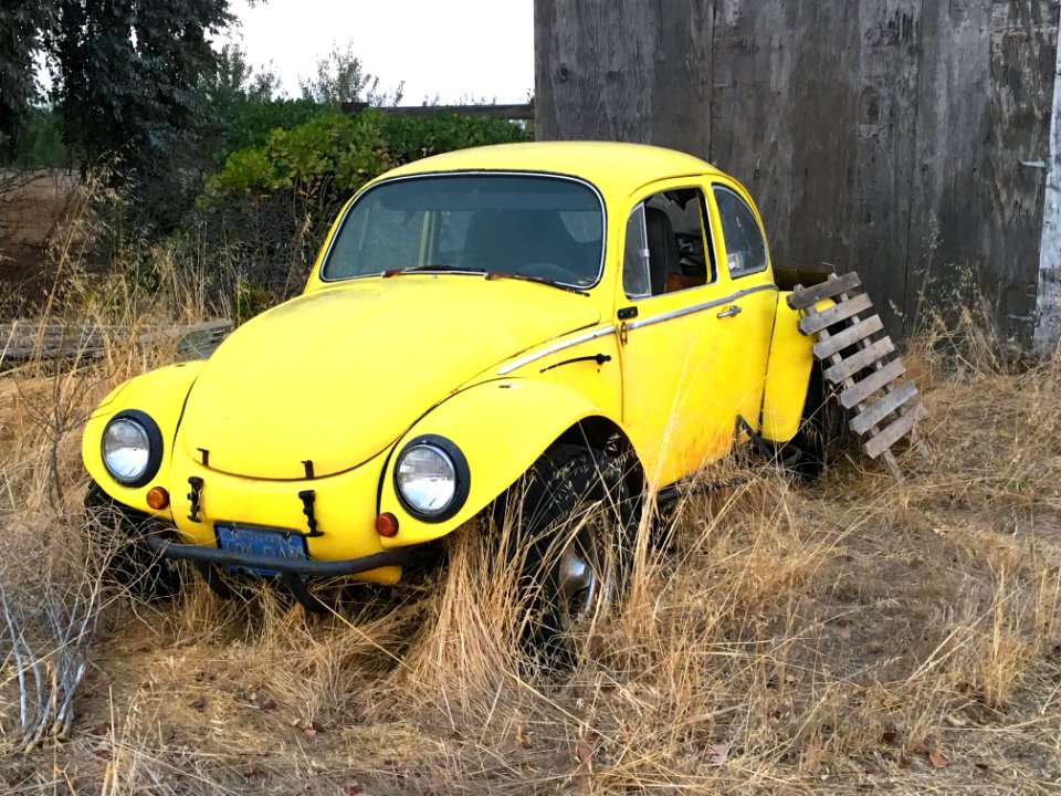 Classic Bug in the Grass