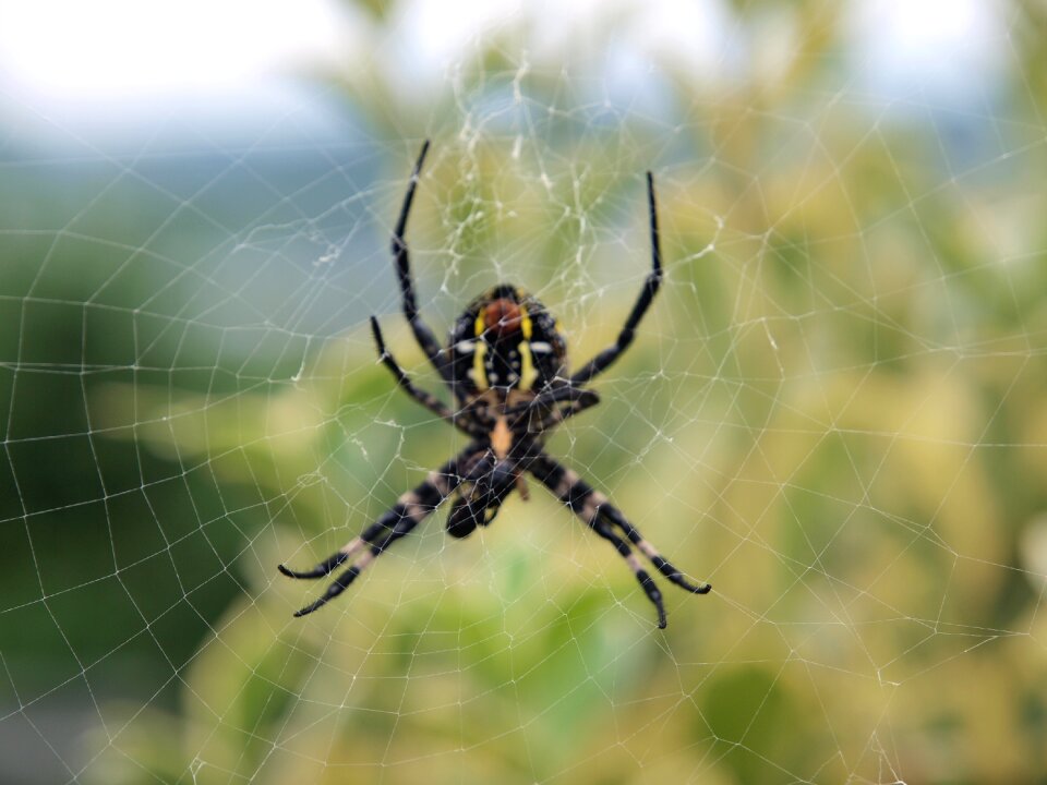 Spider nature outdoor