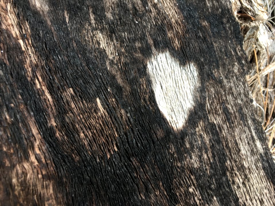 Lone Heart