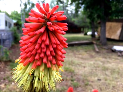 Local Red Hot Poker