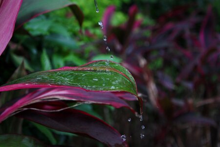 Plant water droplets still life