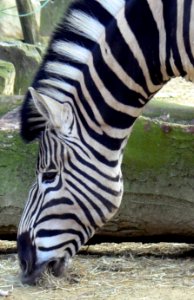 Antwerp Zoo 29-03-2008 - Zebra photo