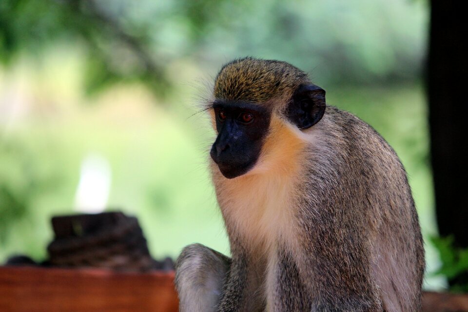 Animal nature fauna