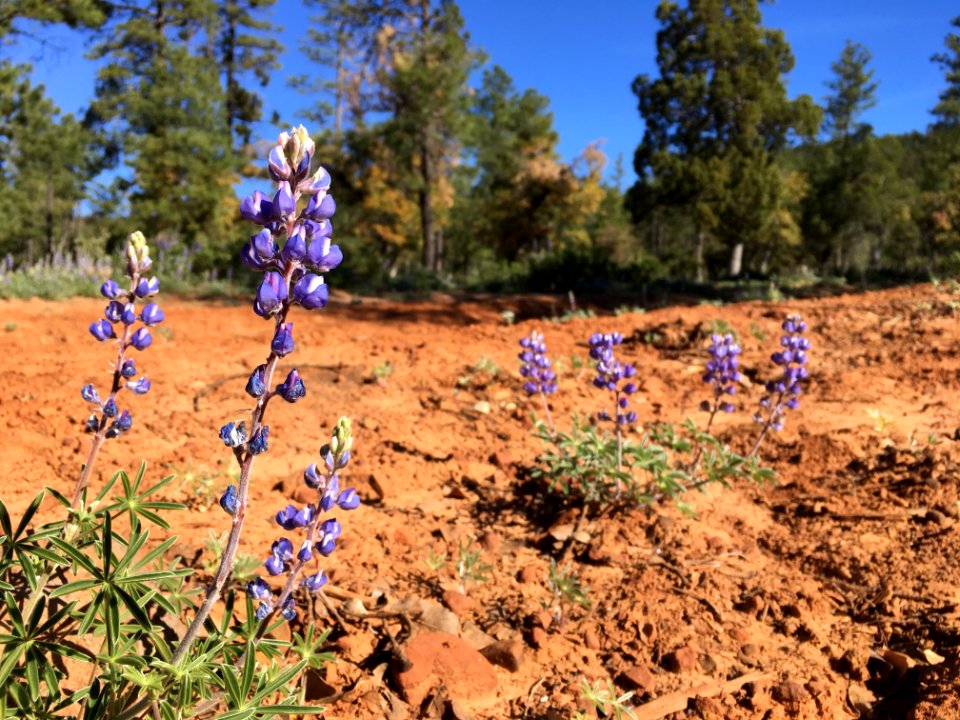 Thriving in Bad Soil