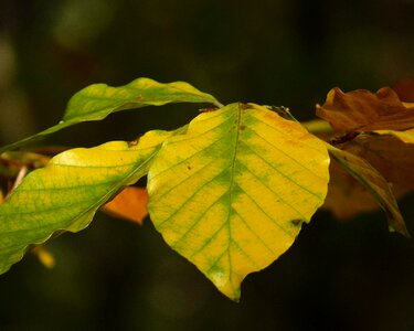 Green plant tree