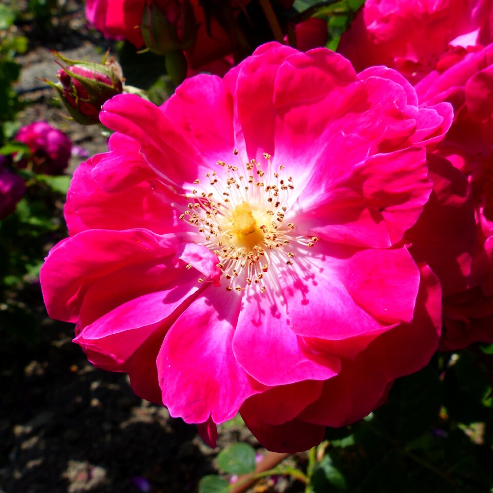 Macro spring pink