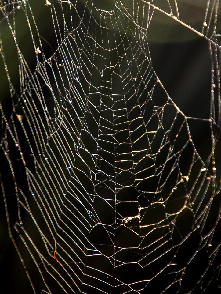 Tangle wild australia