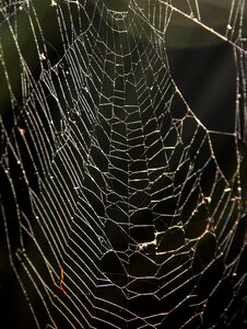 Tangle wild australia