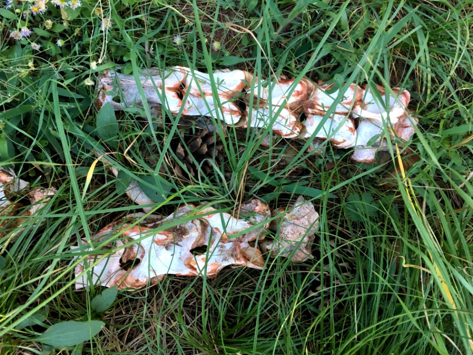 Vertebrae in the Grass