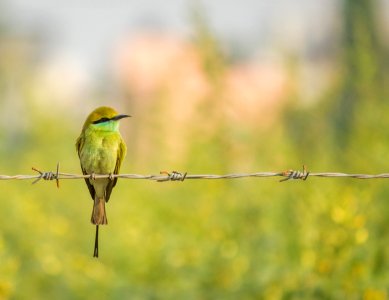 Indian Bee Eater photo