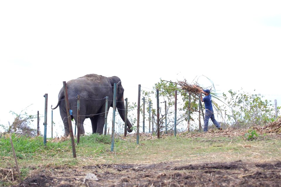 Rana na Fazenda Boa Luz em Aracaju (SE)