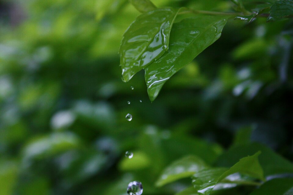 Plant water droplets still life