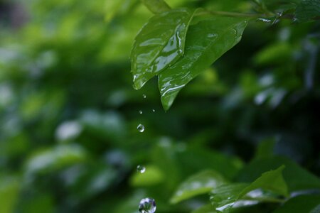 Plant water droplets still life