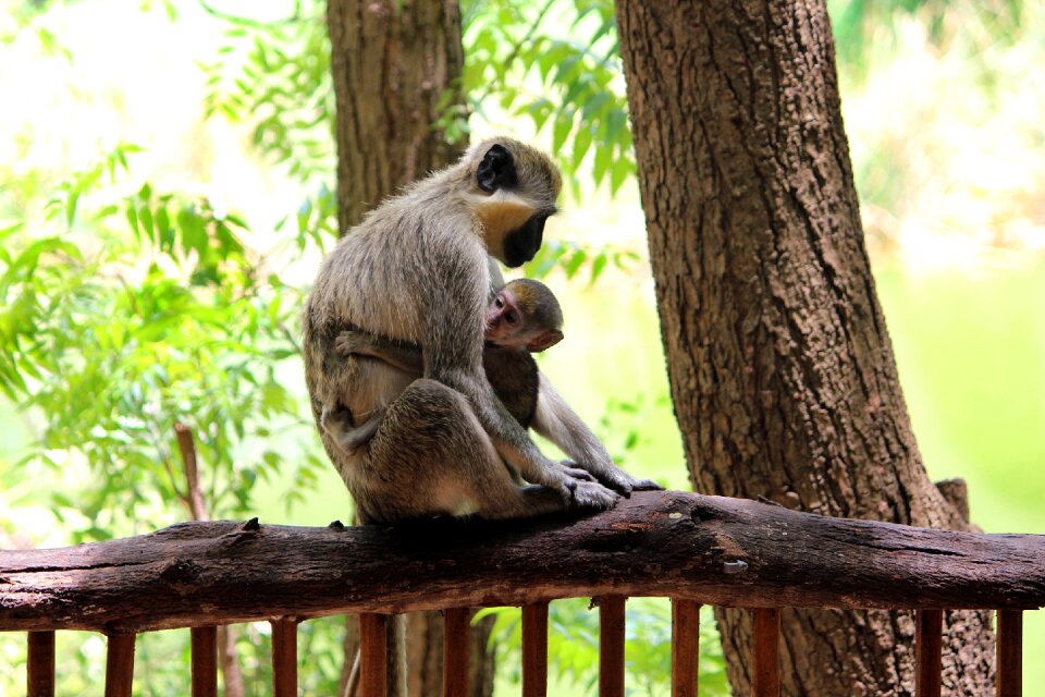 Baby animal mother