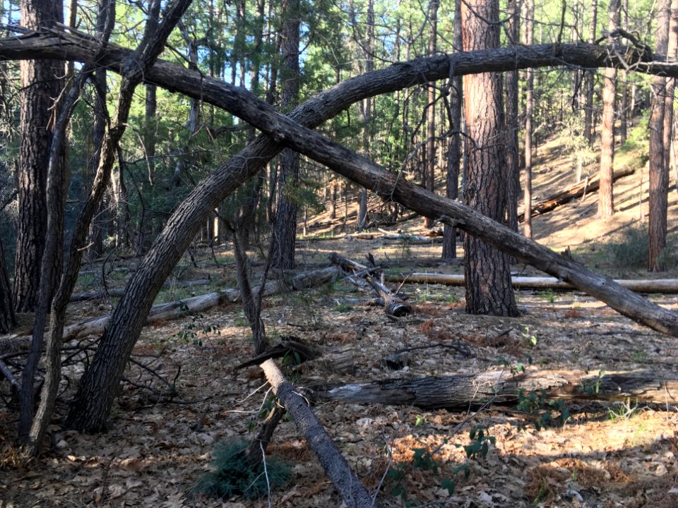 X Marks The Spot in the Forest