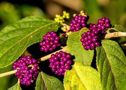 Purple leaf native