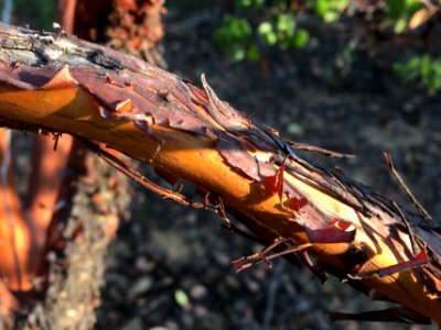 Peeling Like a Manzanita