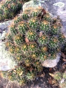 Cactus Growing On Rock photo