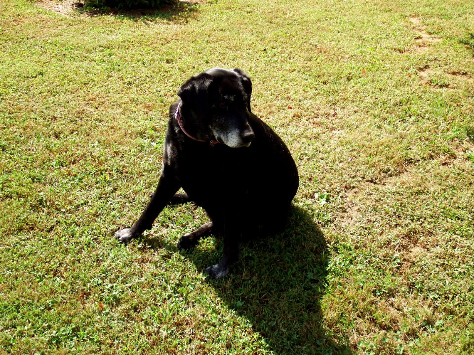 LAB DOG