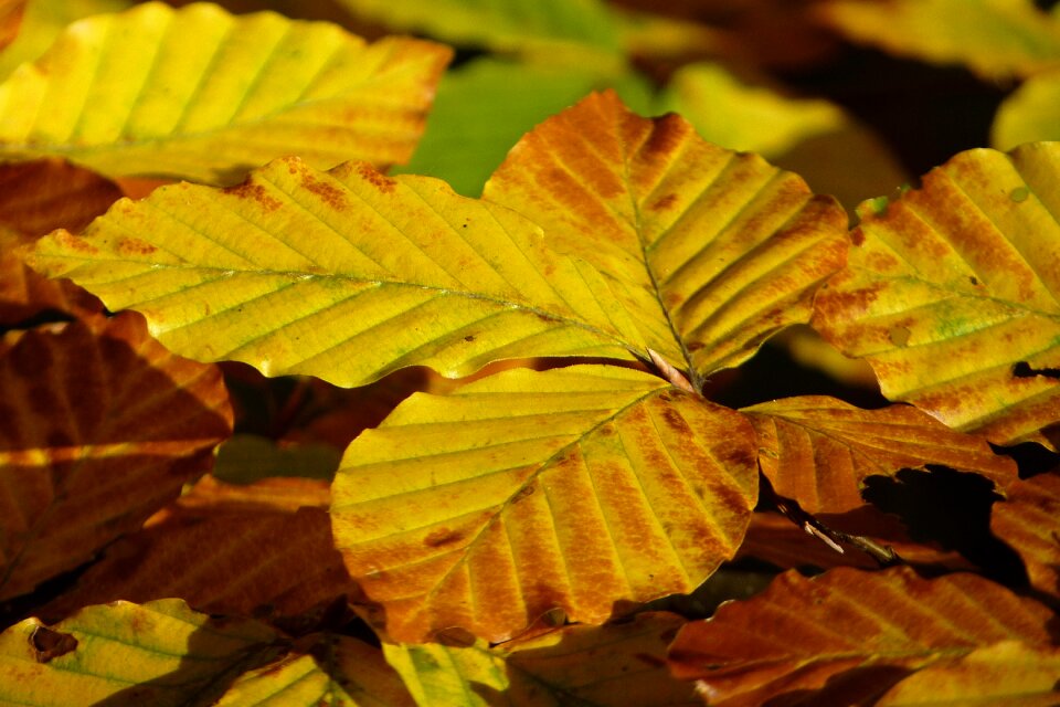 Autumn fall foliage nature