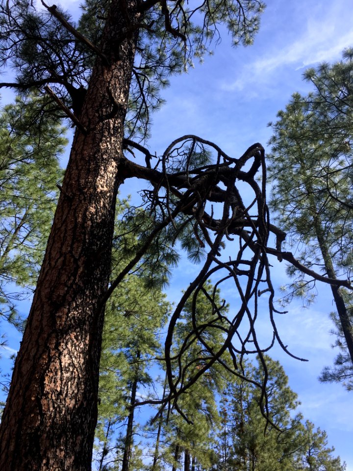 Claw Branch