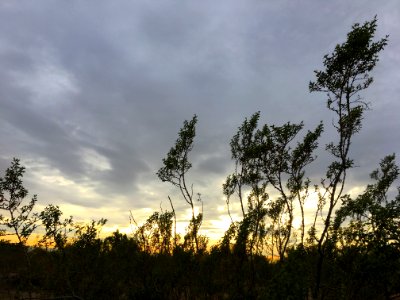 It's True, Creosote Bushes Smell Like Rain