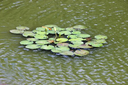 Water water lily drops of water