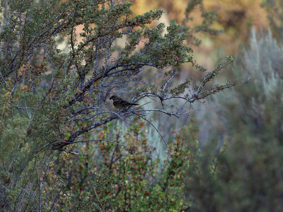Juv Spotted Towhee 1
