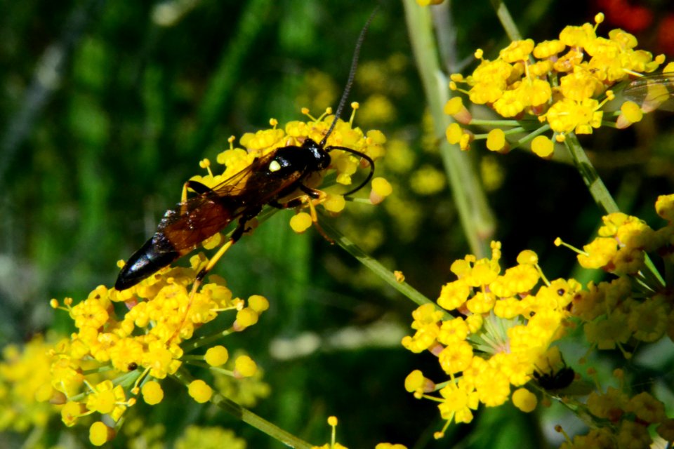Fennel Flowers Ichneumon Wasp 008