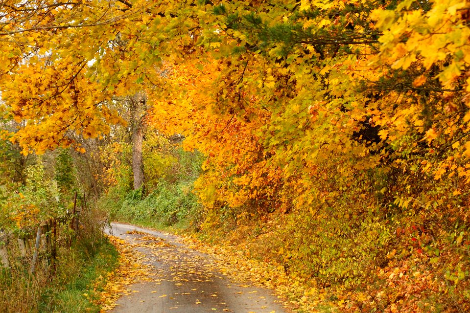 On the Way to the Brothers Grimm