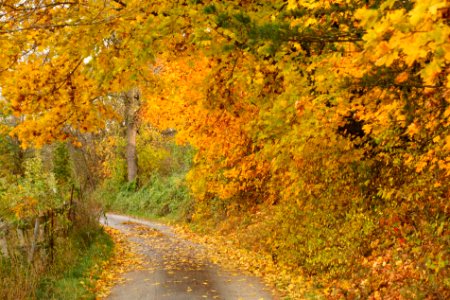 On the Way to the Brothers Grimm