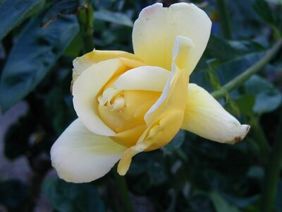Yellow rose flower